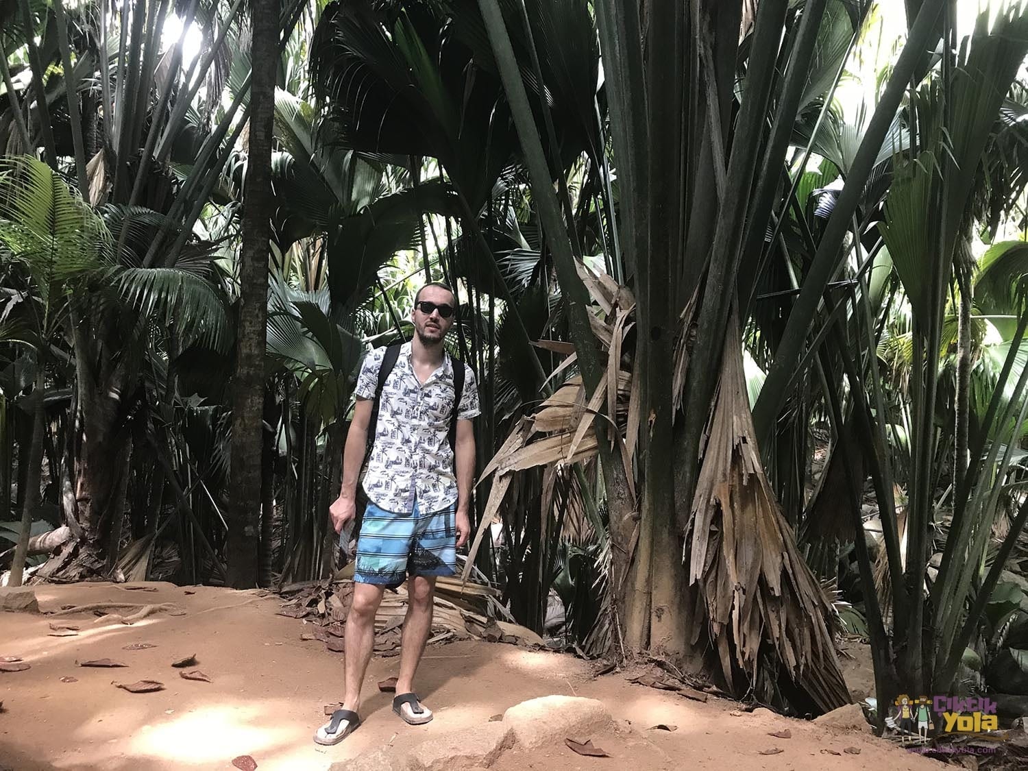 palm praslin valléee de mai